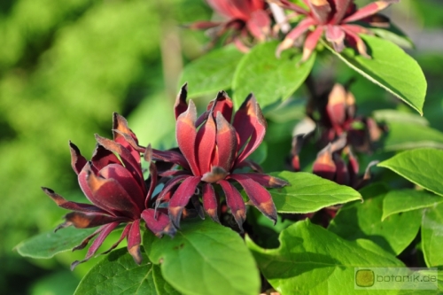 Calycanthus floridus Echter Gewürzstrauch Garten Pflanzen Blumen